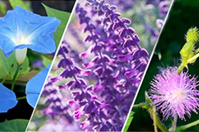    Ипомея трехцветная, шалфей предсказателей, мимоза хостилисю Фото: АиФ/