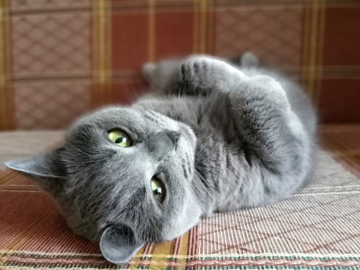 Бриллиант моей души