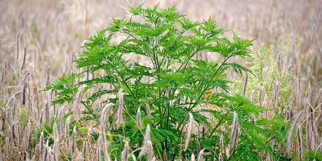 В деревне Башкирии ввели карантин из-за опасного растения