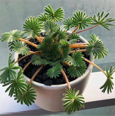 Oxalis Palmifrons: самый необычный сорт кислицы