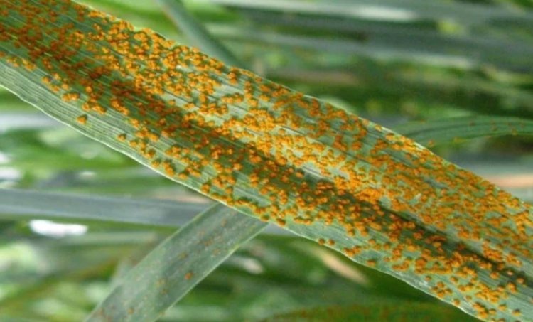    Фото: ФГБУ «Россельхозцентр» по Тюменской области