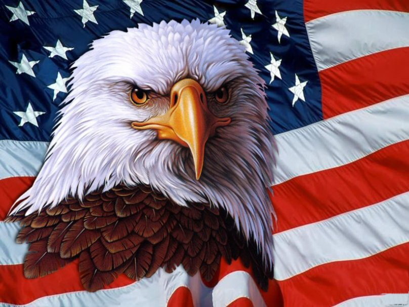 The bald eagle is the official national symbol of the USA. It symbolizes the power, freedom and independence of the country.