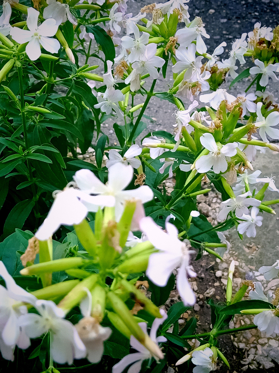 "Мыльница - с детства её так называем. При растирании ее цветочков в руках, она немного мылится 😂