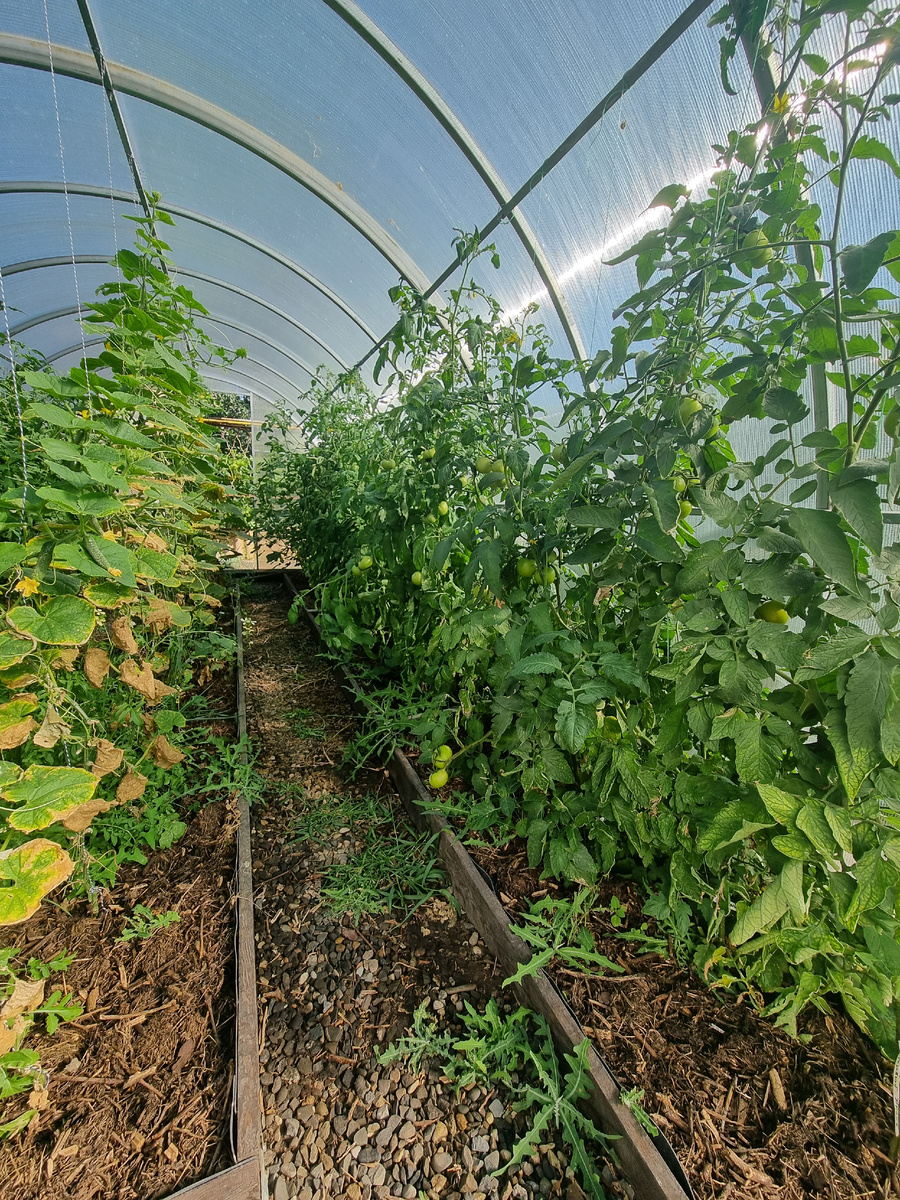 Ай-яй-яй! Это помидорные джунгли какие-то! Фото: Зеленая леди, сад, семья и томатный сок 