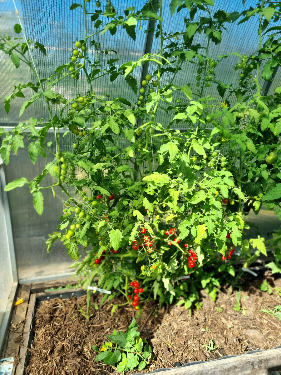 Ох, мои любимчики! Фото: Зеленая леди, сад, семья и томатный сок