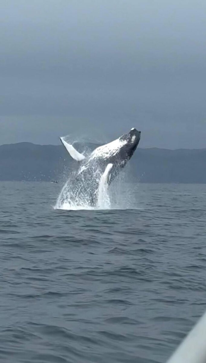 Киты (точнее кит) на Териберке.