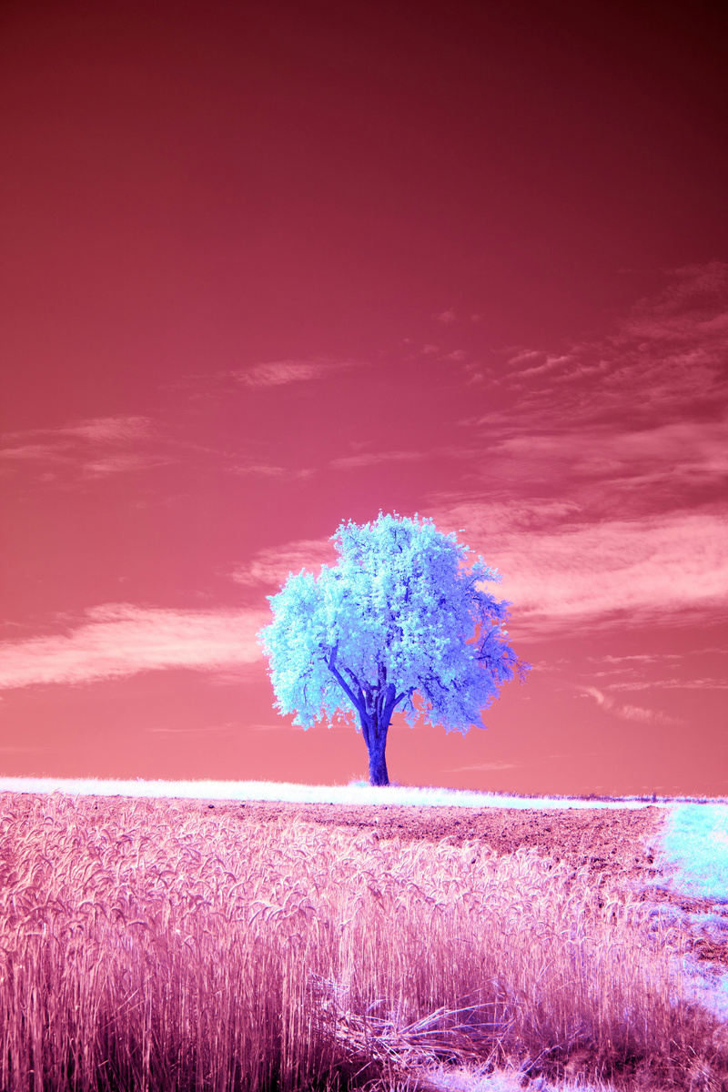 Photo by Wolfgang Hasselmann