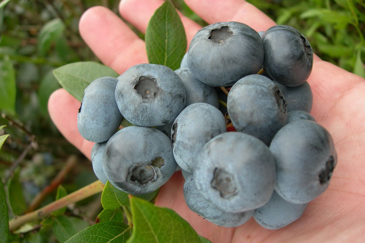 Фото: голубика - одна из самых вкусных и полезных ягод