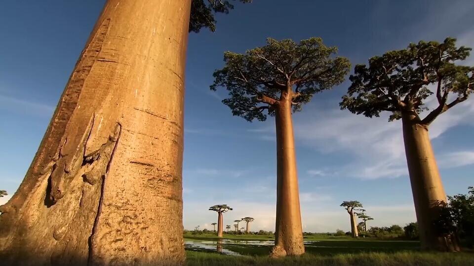 Фото: © Кадр из программы "Невероятно интересные истории", РЕН ТВ