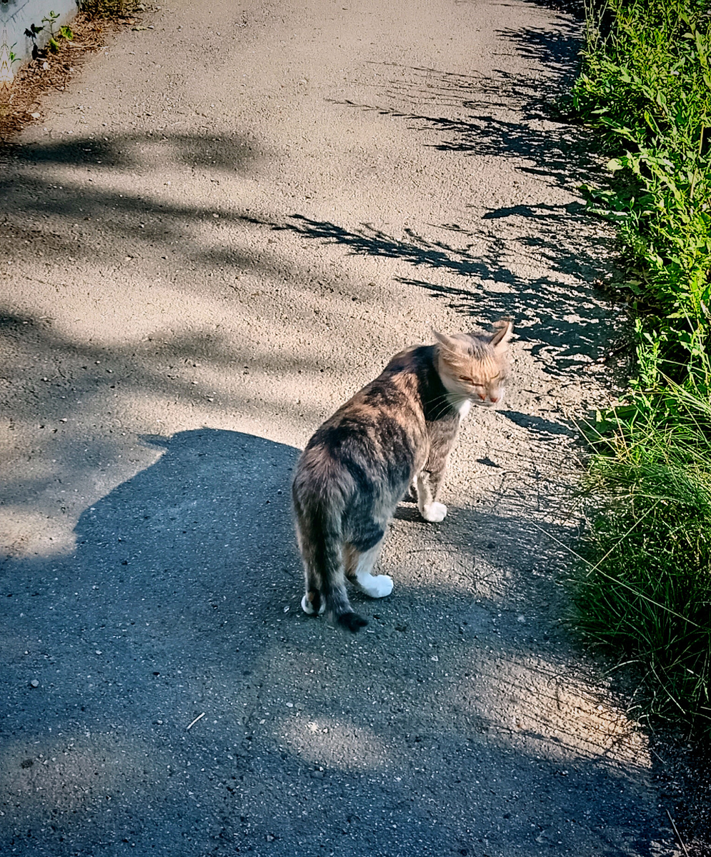 Этот кошечка самая  первая, которую я сегодня встретила. Она смотрела на меня и мяукала, как бы говоря мне : Доброе утро!)))
