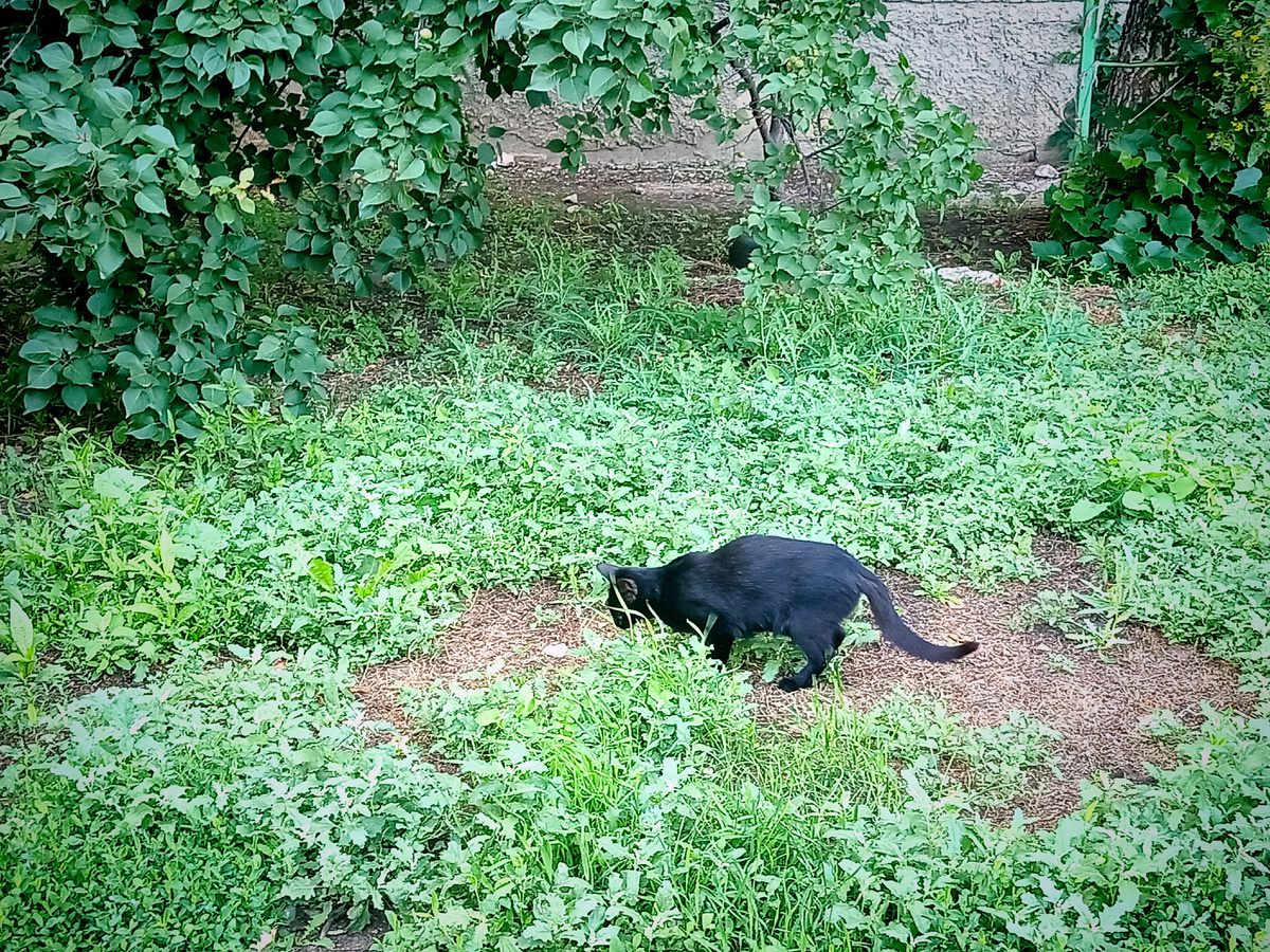 Эта чёрная кошечка, была явно, чем то занята. Она что то искала в траве. Ей явно было не до меня.