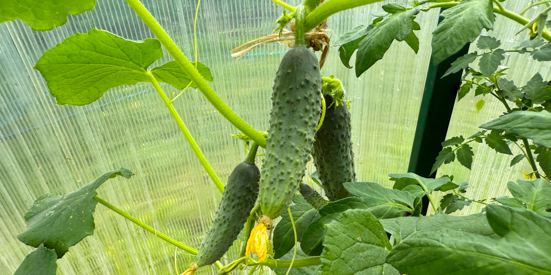 Лью под перцы и огурцы — и урожай собираю ведрами до осени. 3 лучших натуральных подкормки, которые действительно работают