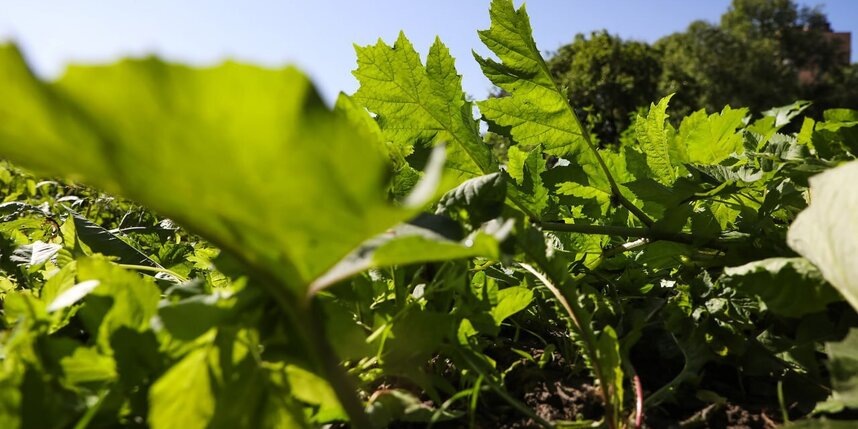    пресс-служба комитета по благоустройству