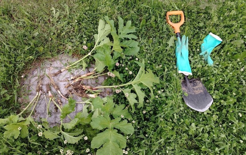    группа ВК "Борьба с борщевиком в СПб и ЛО"