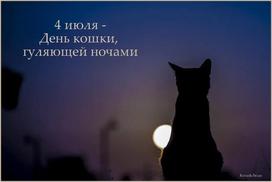 Коллаж автора. Использовано фото: https://onedio.com/haber/kediniz-kayip-mi-oldu-iste-kedinizi-bulmak-icin-uygulayabileceginiz-yontemler-1194106