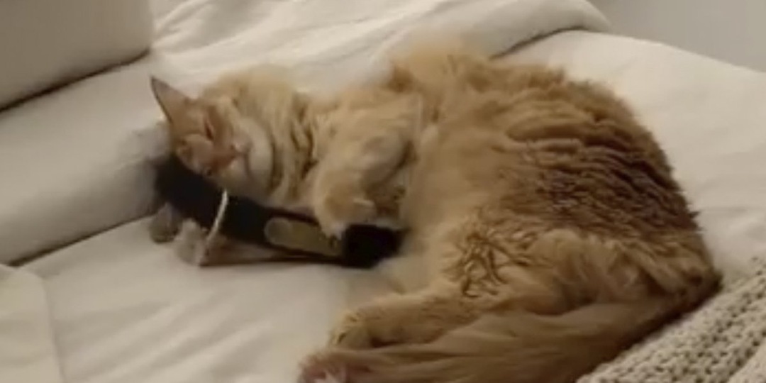 Хозяева потеряли пса — то, что сделал кот довело их до слез