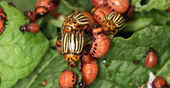 Колорадский жук в огороде.