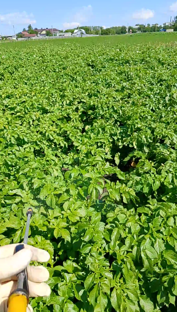 Борьба с колорадским жуком