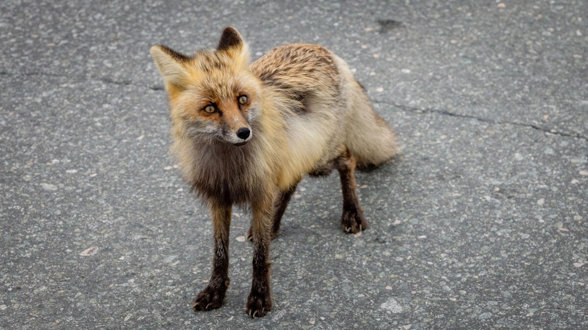    Фото: Федор Воронов/«Ямал-Медиа»