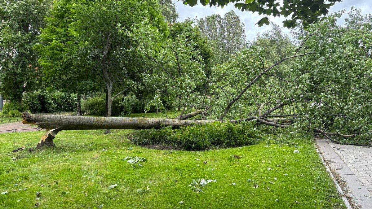    Фото: t.me/PetrichenkoSergey