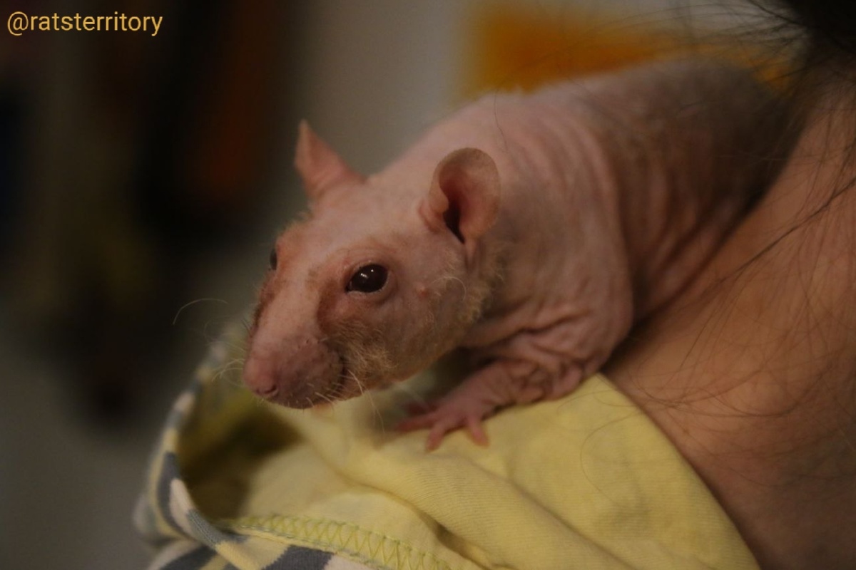 У Лемми иногда бывает ирокез, а иногда вот такие очки из шерсти, как на фото