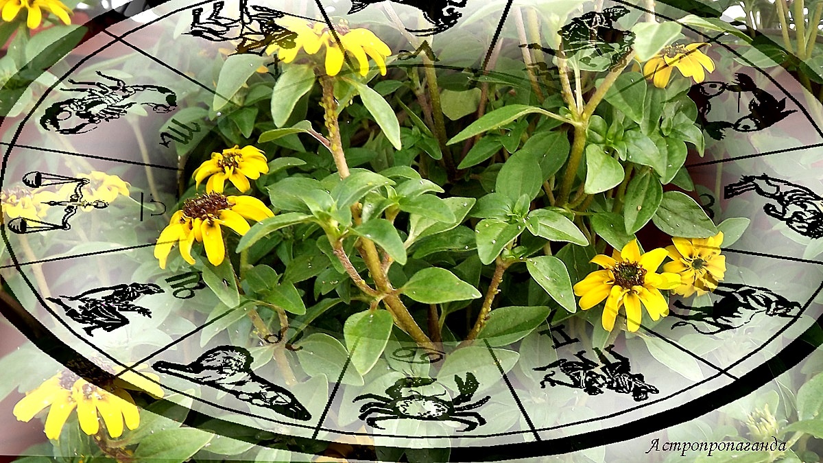 Гороскоп с 30 июня по 6 июля 2025: главная роль у Венеры | Недельный гороскоп 