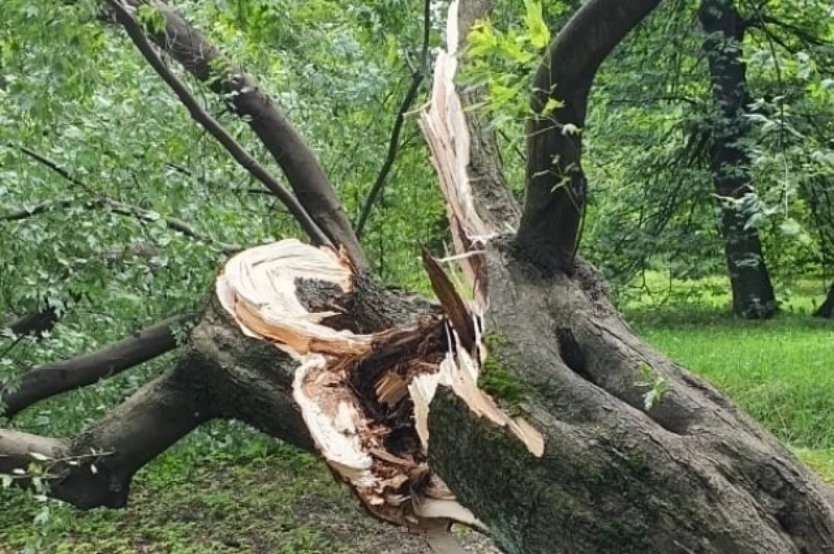    Шторм в Петербурге уронил клен, переживший войну, перестройку и 90-е