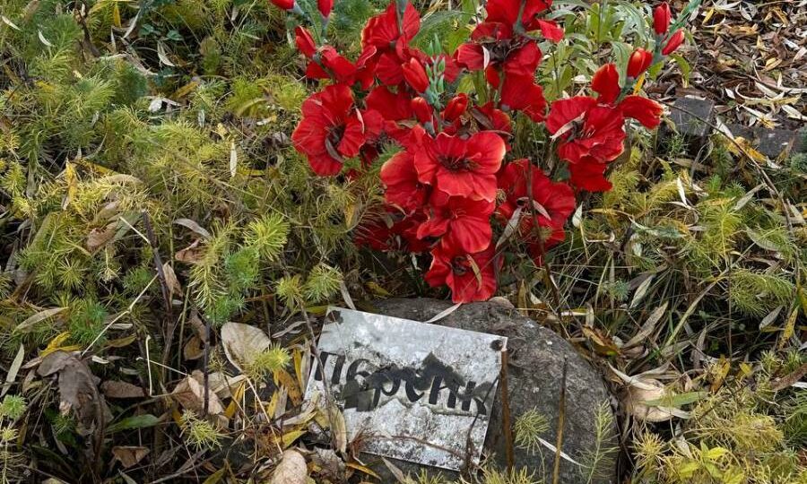 Как похоронить питомца: инструкция и опыт хозяйки