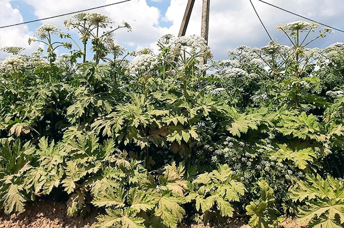    В Тверской области нашли 10 га земли, заросшей борщевиком