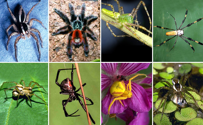 Разновидности пауков.
