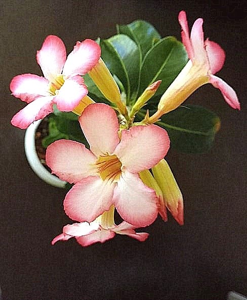 расцвела-таки после подкормки.