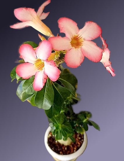 Ничего, так, окрас, правда?