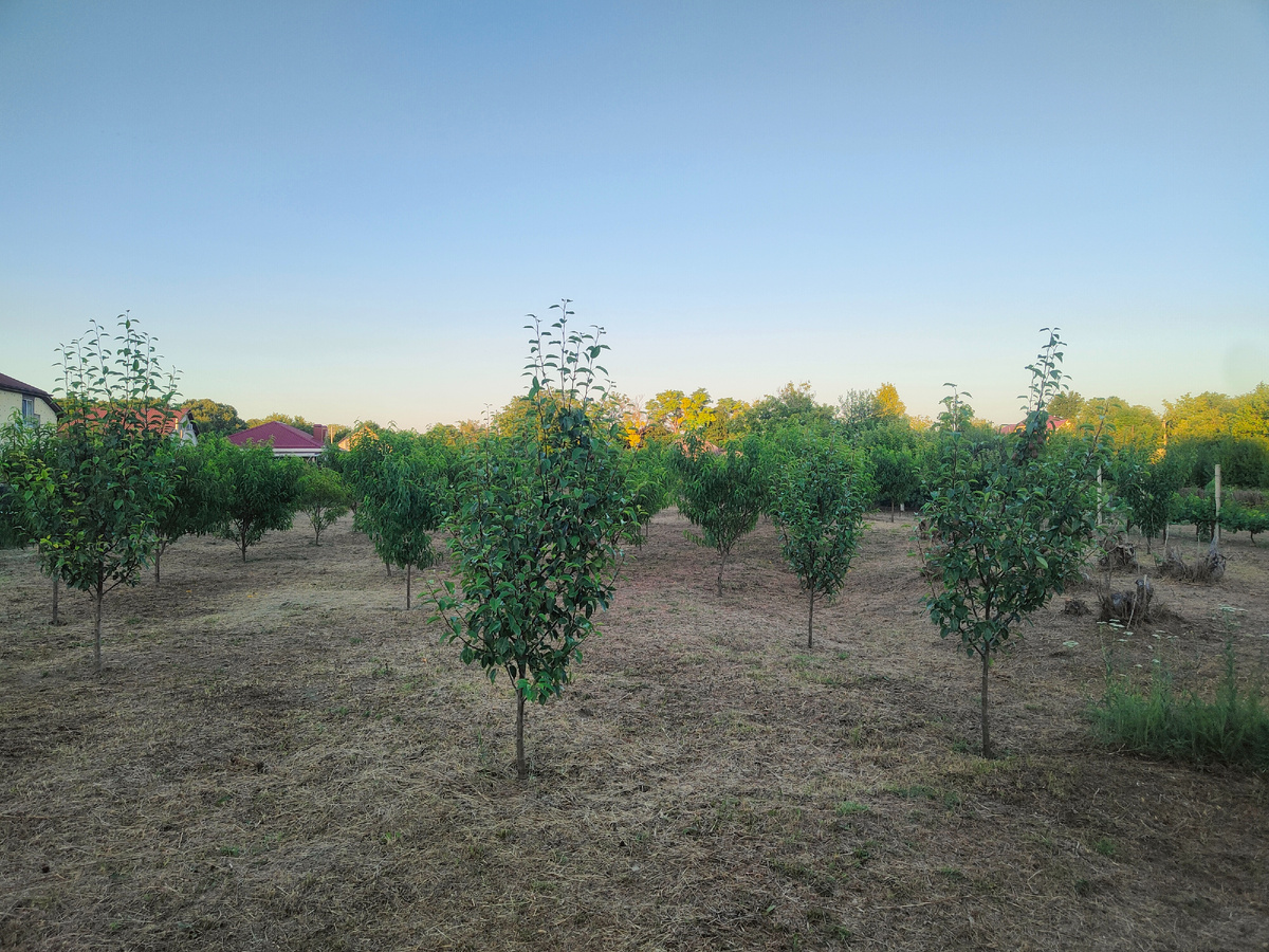 Конец сада, вечер 