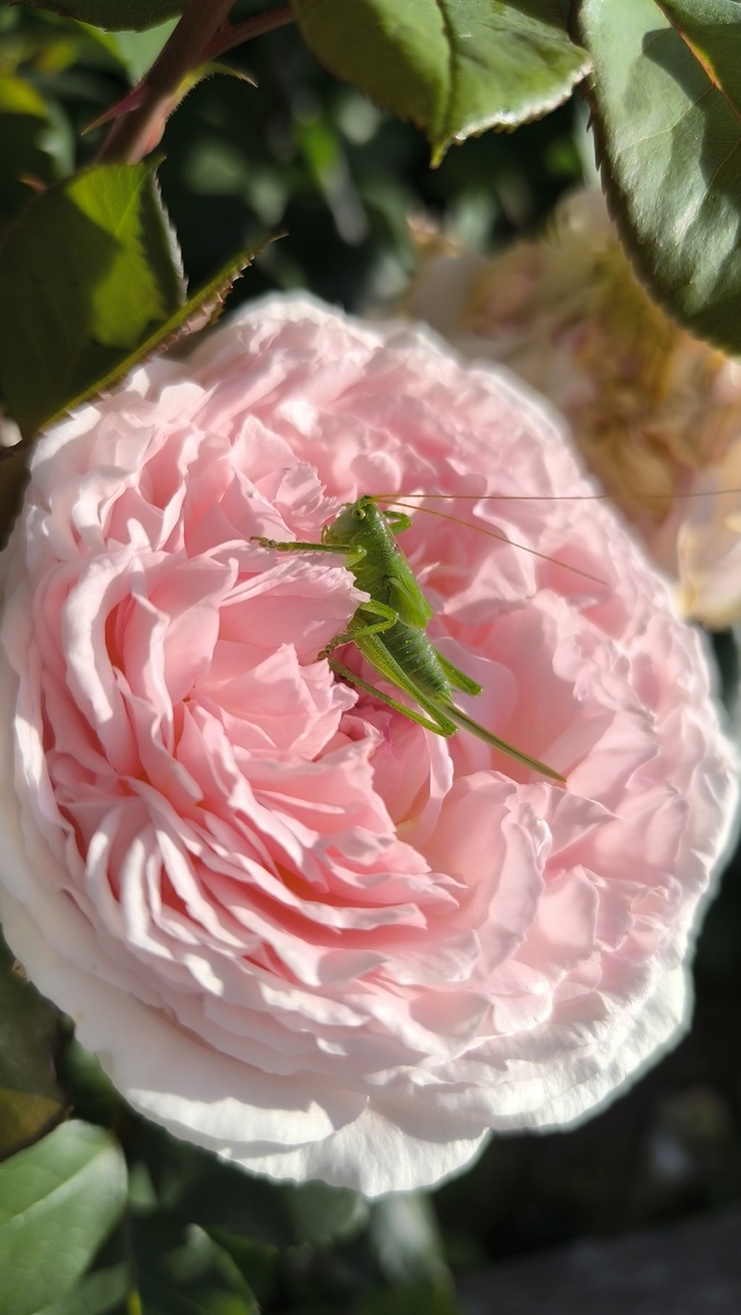 В розе сидел кузнечик, в розе сидел кузнечик, совсем как огуречик зелёненький он был.