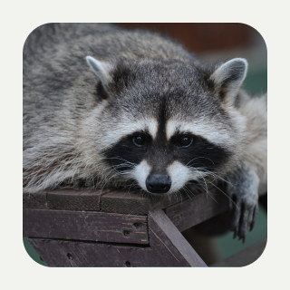 фото: live.vkvideo.ru/moscowzoo/records