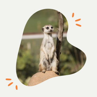 фото: live.vkvideo.ru/moscowzoo/records