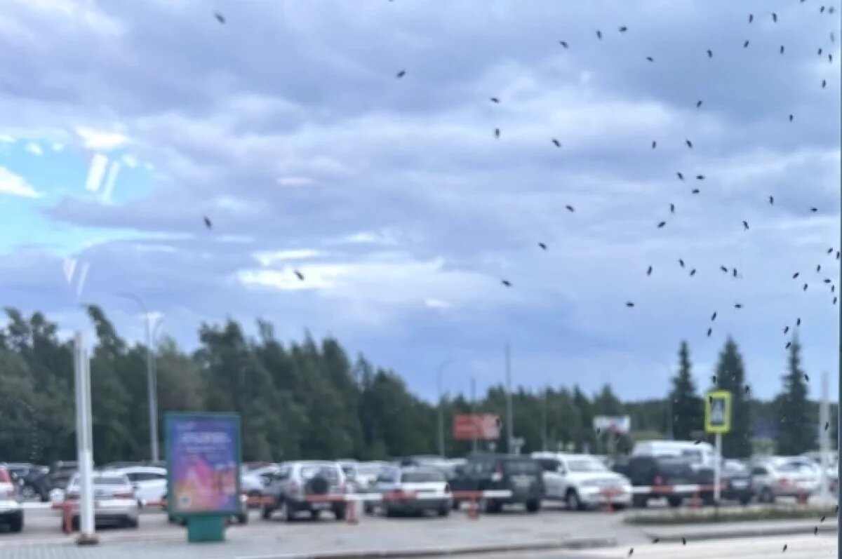    Новосибирский биолог пояснил агрессивность мошек в этом сезоне