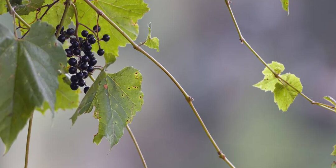 Как спасти смородину от галловой тли – советы опытных дачников