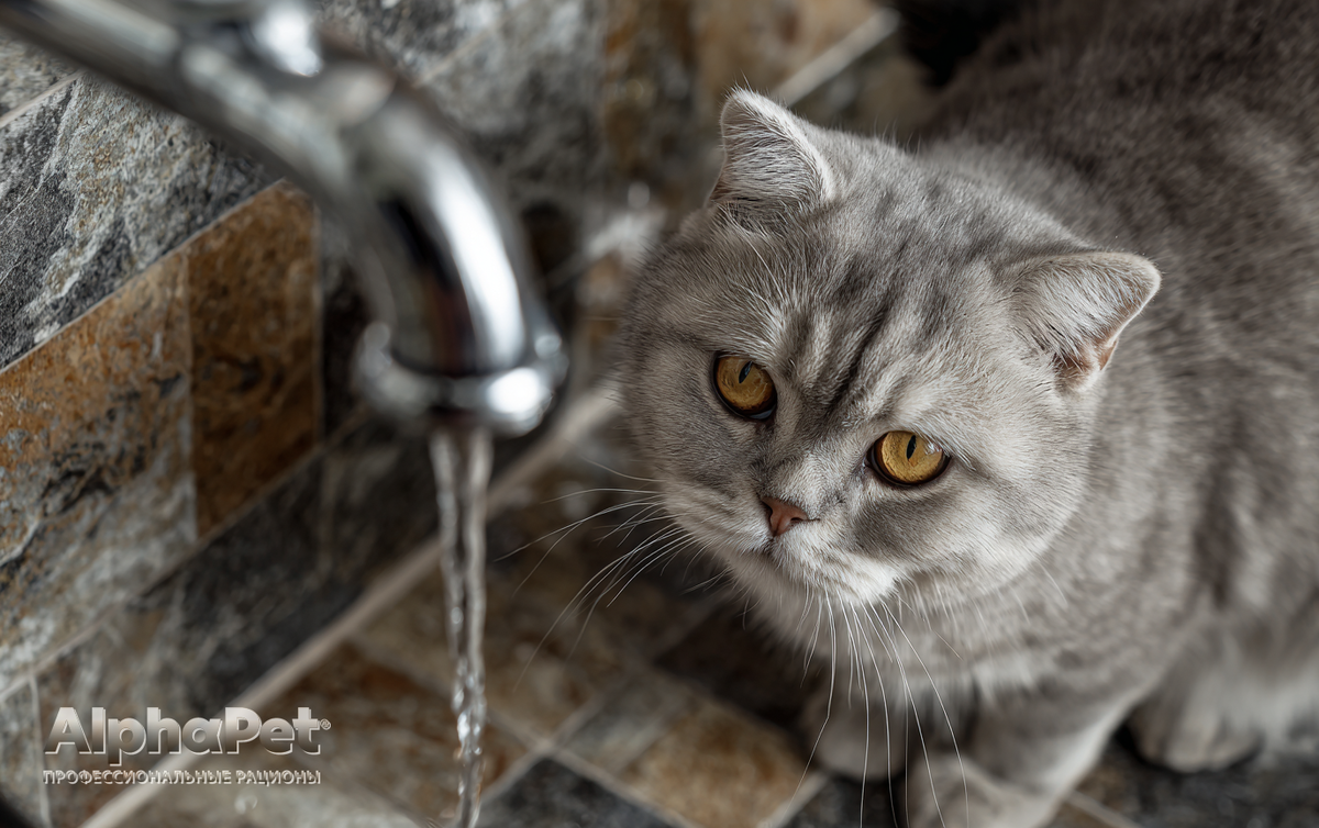 Проточная вода — как зов природы / Изображение: AlphaPet