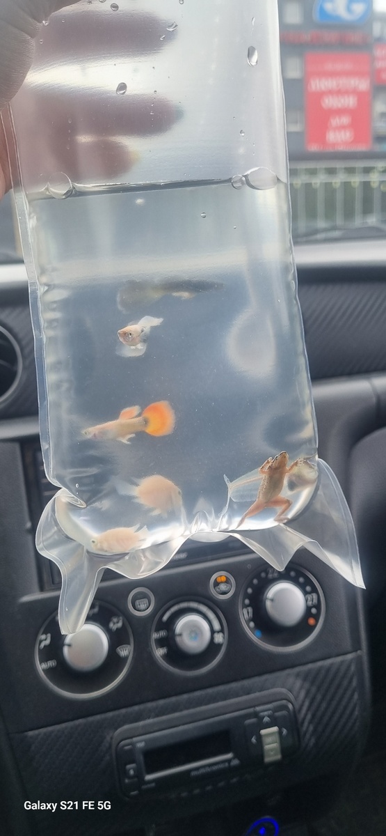 Вон она, царевна Даша, в правом углу лапы свои перепончатые растопырила)