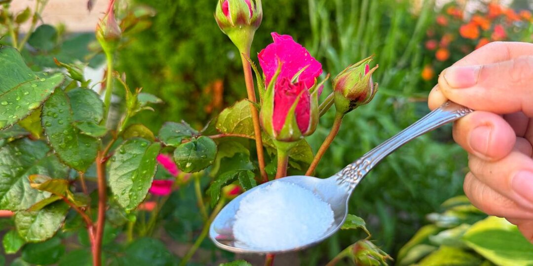 🌹🥄2 чайные ложки на 10 литров и розы цветут без остановки все лето.