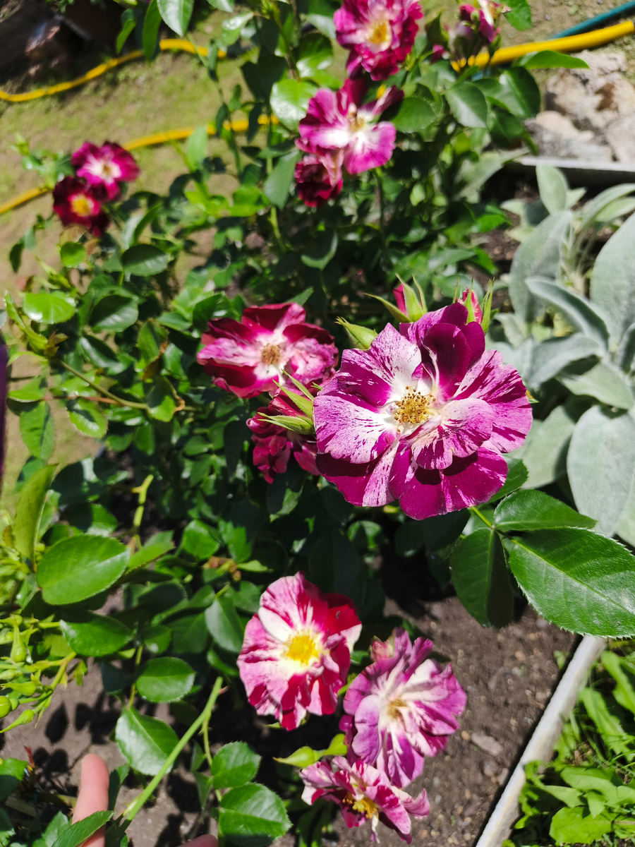 Пурпл сплеш, плетистая