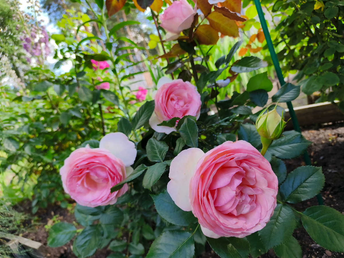 Пьер де Ронсар, плетистая. Никак не возьмет высоту.