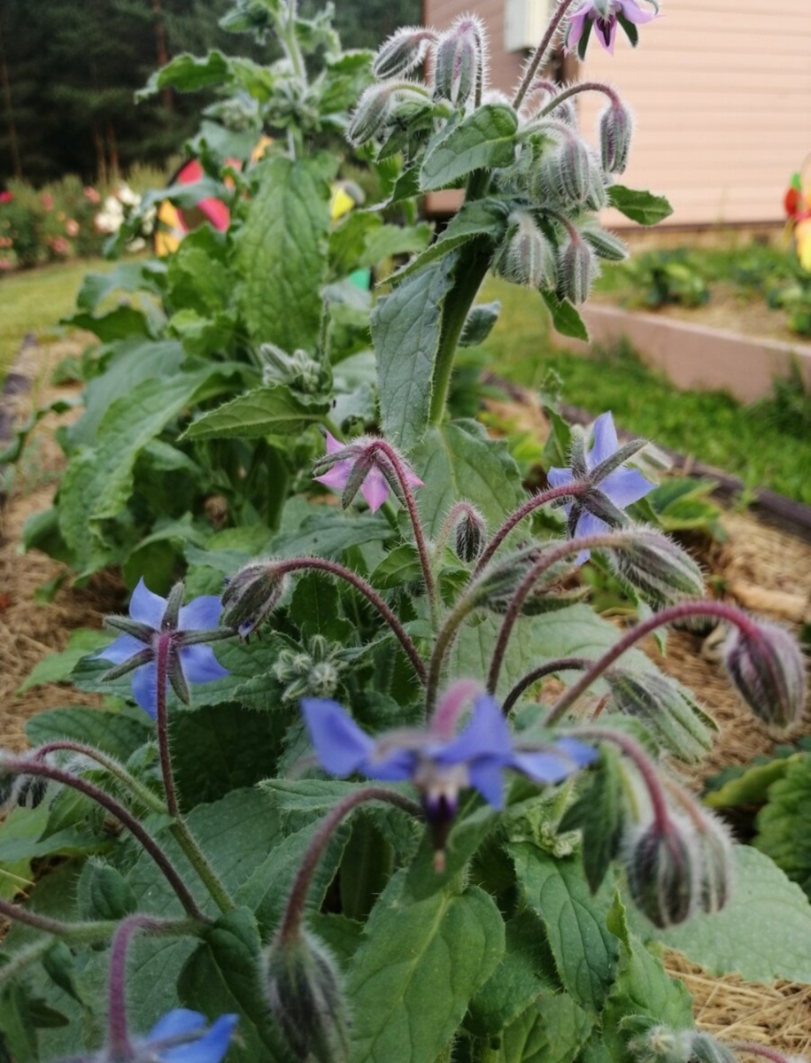 Огуречная трава - бораго. 