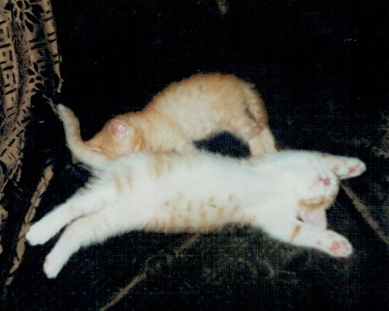 Эта парочка осталась дома. Вот такие разные по размеру оказались брат и сестра