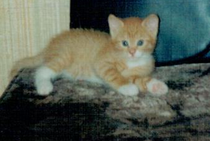 Будущий сельский житель