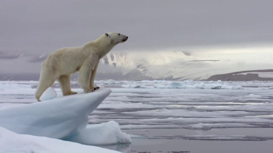 Фото с сайта https://m.mojevideo.sk/3cuz