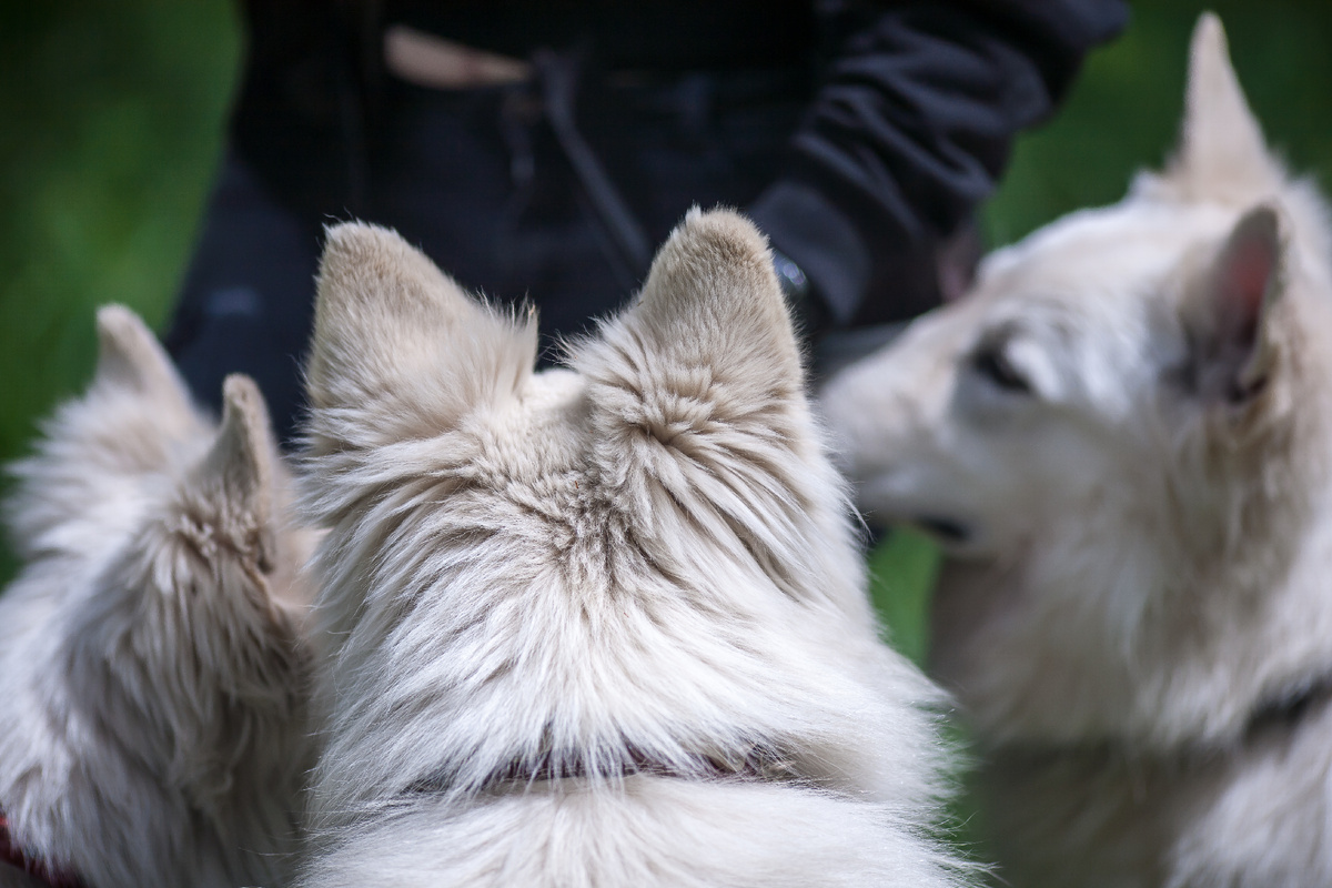 Самые большие и прекрасные уши у БШО!