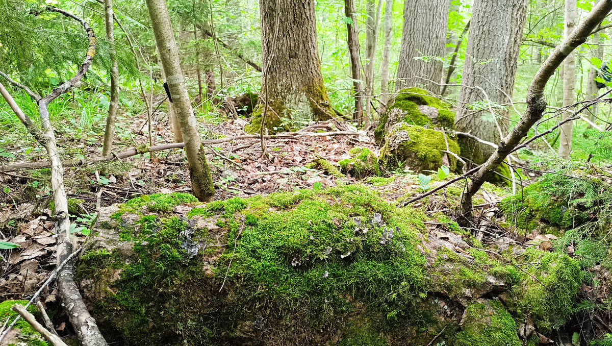 Старый фундамент 
