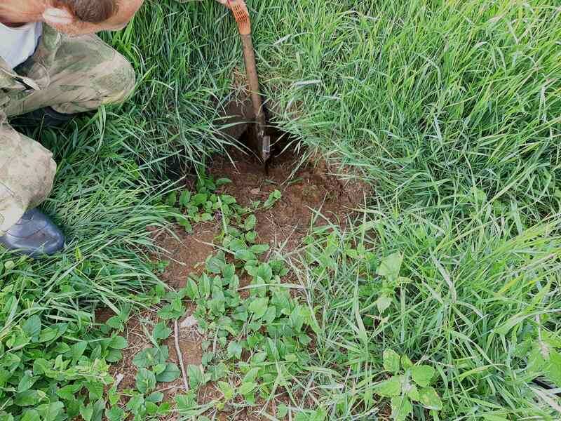 Когда монетных находок нет - приходится восторгаться любыми находками. На фото идет процесс изучения находки - лисьей норы.